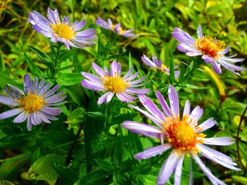 Close-up of purple flowers