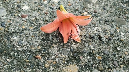 High angle view of orange rose flower