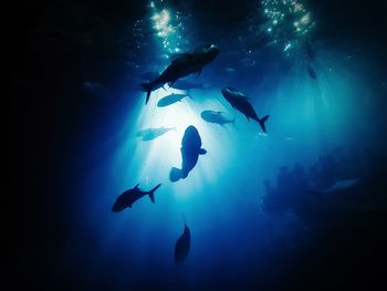 Low angle view of silhouette fishes swimming in sea