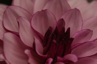 Close-up of pink rose flower