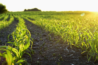 Close-up of crop in field
