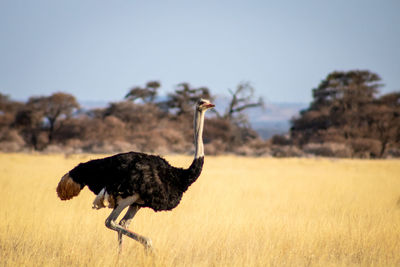 Side view of an ostrich in the savanna 