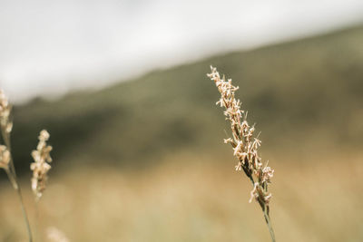 Close-up of wilted plant on field