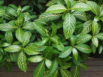 Close-up of plant
