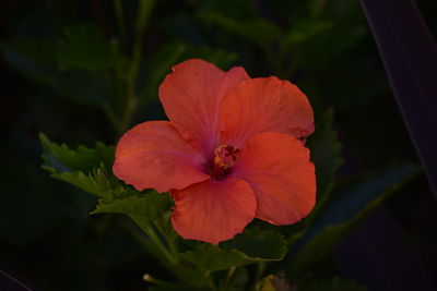 Close-up of red flower