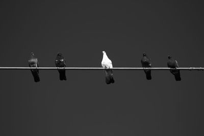 Low angle view of birds perching on cable against clear sky