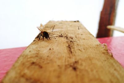 Close-up of bee on wooden table