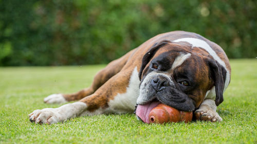 Boxer dog sitting on a green field, italy