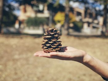 Cropped hand holding pine cone