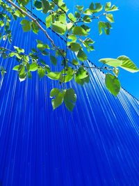 Low angle view of plant against blue sky