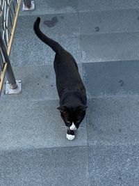 High angle view of black dog on street in city