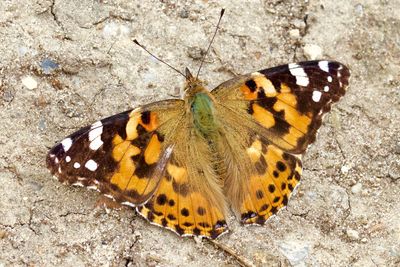 Butterfly on leaf