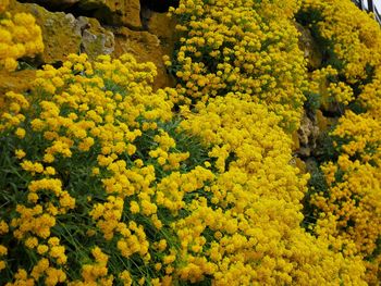 Full frame of yellow flowers