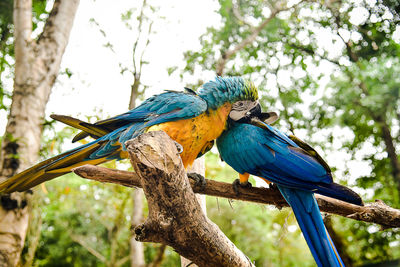 Blue bird perching on a branch