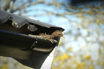 Low angle view of bird perching outdoors