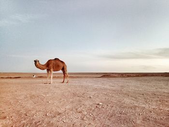 Horse standing in desert against sky