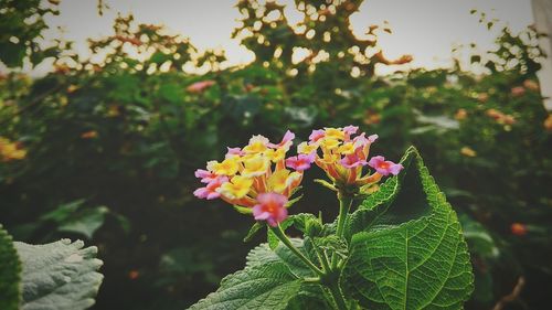 Close-up of fresh white flowers blooming outdoors