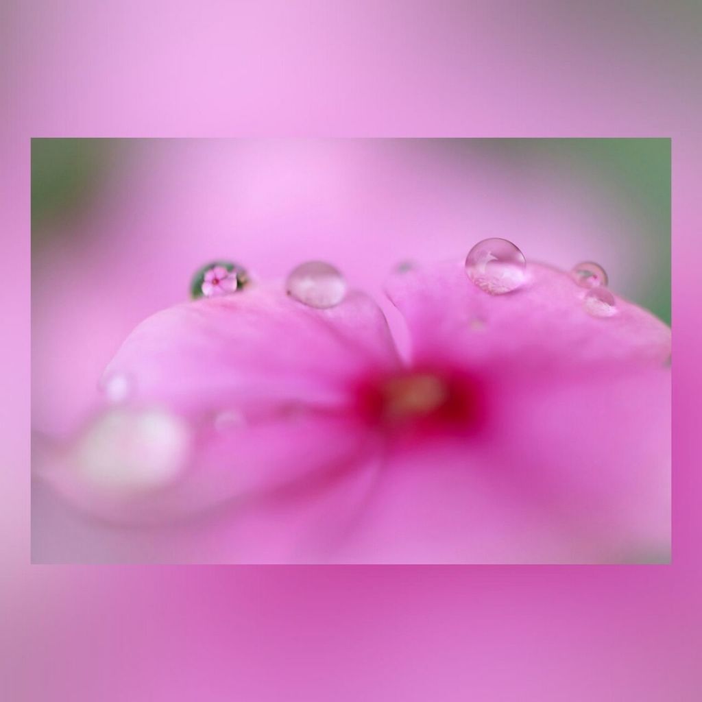 flower, freshness, fragility, petal, close-up, pink color, water, drop, flower head, transfer print, indoors, beauty in nature, auto post production filter, nature, wet, growth, no people, selective focus, pink, plant