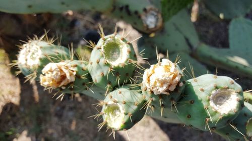 Close-up of prickly pear cactus