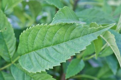 Close-up of green leaves