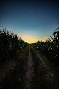 Plants on field against sky at night