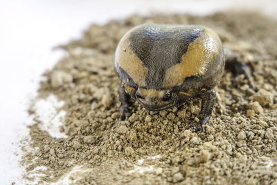 Close-up of insect on sand