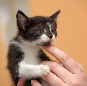 Midsection of person holding kitten