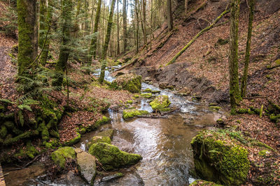 Plants growing by stream in forest