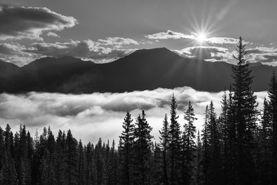 Scenic view of forest against sky