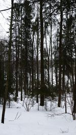 Trees in forest during winter