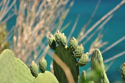 Close-up of plants