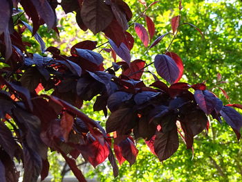 Close-up of fruits growing on tree