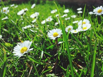 Close-up of white daisy flowers blooming outdoors