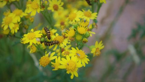 Close-up of bee pollinating on yellow flower