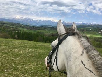 View of a horse on field