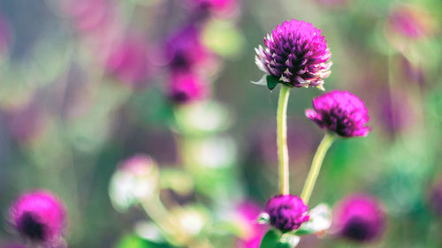 Close-up of pink flowers