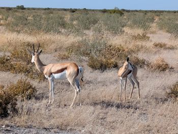 animal wildlife
