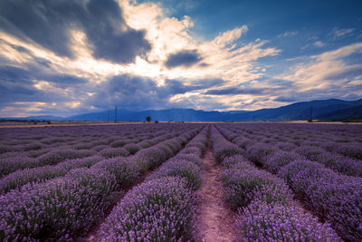 Lavender fields. beautiful image of lavender field.