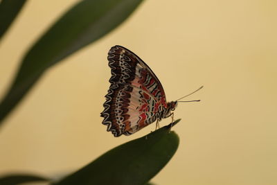 Close-up of butterfly pollinating on flower