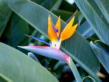 Close-up of a beautiful strelitzia flower - bird of paradise