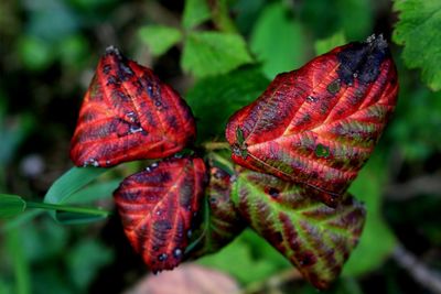 Close-up of red damaged leaves