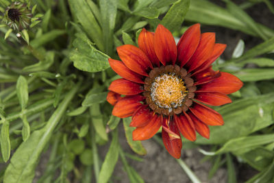 Close-up of red flower