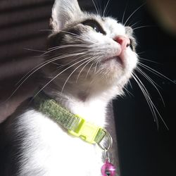 Close-up of cat looking at camera