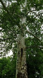 Low angle view of trees in forest