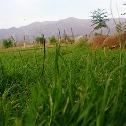 Scenic view of grassy field against sky