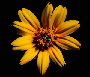 Close-up of flower over black background