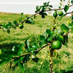 Close-up of fruits growing on field