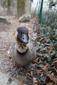 Close-up portrait of a bird on land