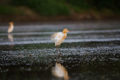 Bird perching on a lake