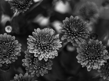 Close-up flowering chrysanthemum plants. beautiful black and white flower pot windowsill home garden